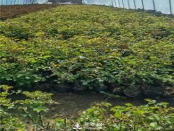 各类盆栽月季上市，南阳杯苗基地全国批发中